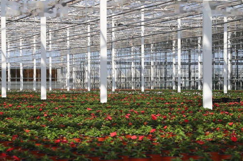 光明超級工廠 花博會背后的“?！睔馀c花卉銷售新篇章