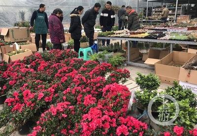 市民花市選“年貨” 春節花卉銷售火爆，禮品花卉走俏市場